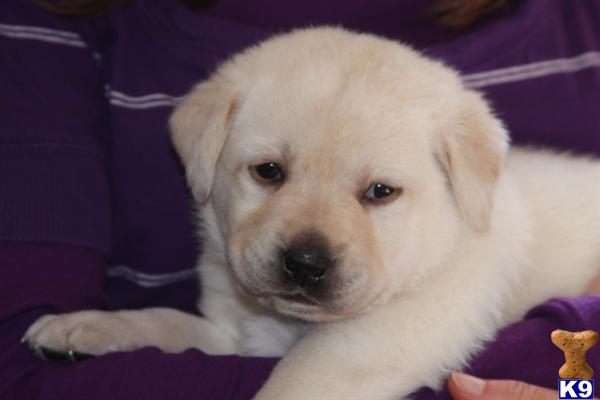 Puppies in MN